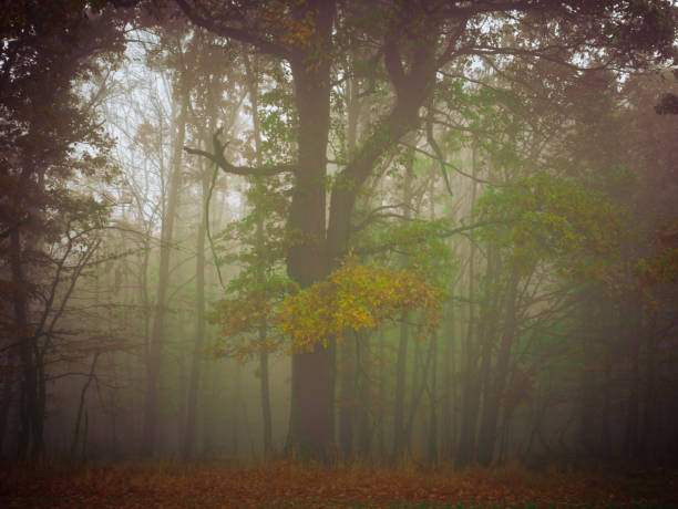 istock Mysterious foggy forest 1658885615