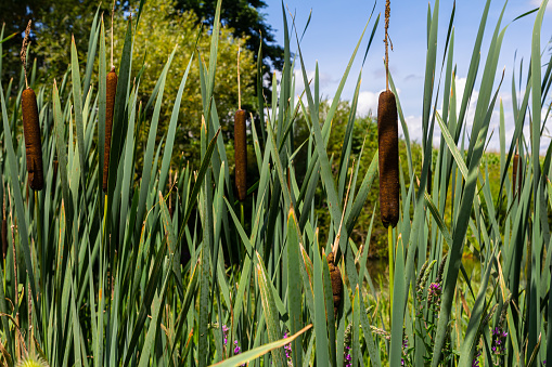 Green foxtail grass