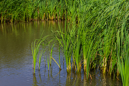 typha wildplant at pond, Sunny summer day. Typha angustifolia or cattail.