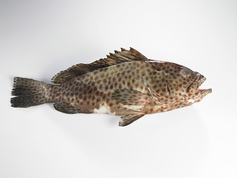 grouper fish isolated white