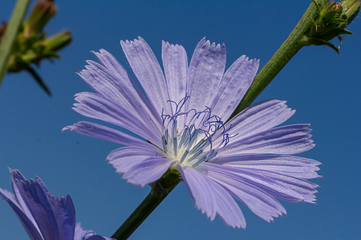 delicate blue flowers of chicory, plants with the Latin name Cichorium intybus on a blurred natural background, narrow focus area.