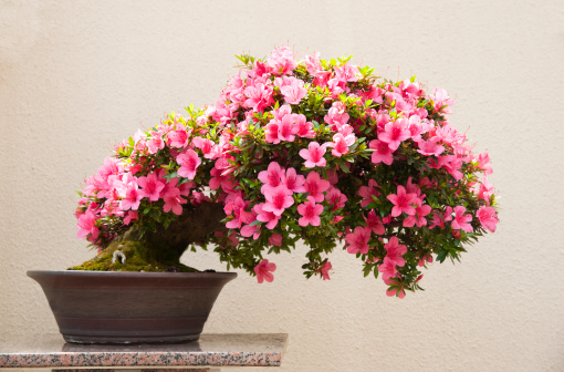 A blooming pink azalea bonsai on display.