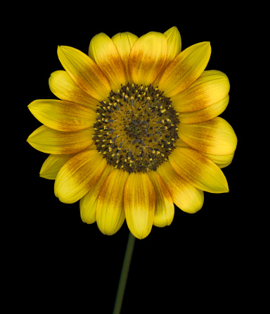 Multi-colored sunflower isolated on black background