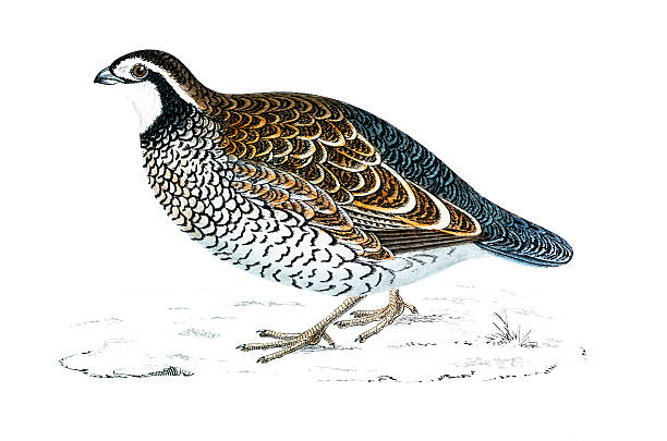 Virginian Partridge - Hand Coloured Engraving Virginian Partridge - Hand Coloured Engraving quail bird stock illustrations