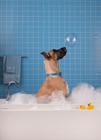 Great Dane looking intently at a large soap bubble. Sitting in a contemporary style bathtup surrounded by overflowing bubbles this classic looking Great Dane has two yellow rubber ducks to play with. His blue collar matches the blue tile wall and color coordinated bath towels.