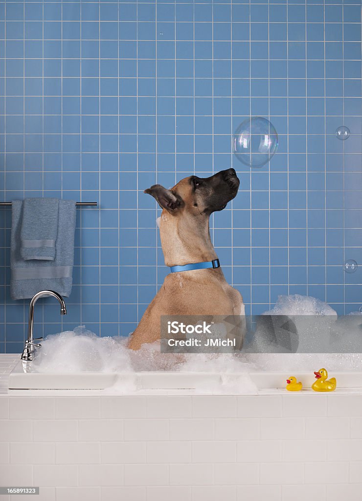 Great Dane getting a bath with blue tile in background. Great Dane looking intently at a large soap bubble. Sitting in a contemporary style bathtup surrounded by overflowing bubbles this classic looking Great Dane has two yellow rubber ducks to play with. His blue collar matches the blue tile wall and color coordinated bath towels. Bathtub Stock Photo