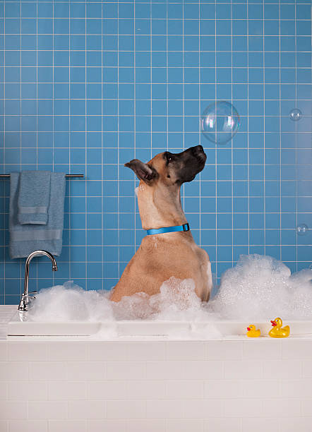 Great Dane getting a bath with blue tile in background. stock photo