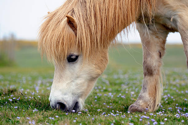 white shetland pony grazing - shetlandeilanden stockfoto's en -beelden