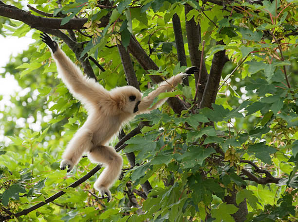 Young Lar Gibbon playing in the Tree, Mid-Air Young Lar Gibbon playing in the Tree, Mid-Air  ape photos stock pictures, royalty-free photos & images