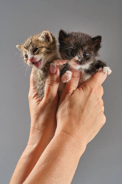 manos de la mujer sosteniendo gatitos recién nacidos. - protection domestic cat animal head cub fotografías e imágenes de stock