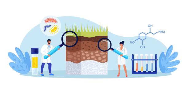 illustrazioni stock, clip art, cartoni animati e icone di tendenza di analisi del suolo, inquinamento della terra. gli scienziati studiano la composizione delle sostanze nel campione della struttura dello strato di terra. le persone ricercano nutrienti del suolo, microrganismi in laboratorio. bioingegneria, chimica - bacterium virus magnifying glass green