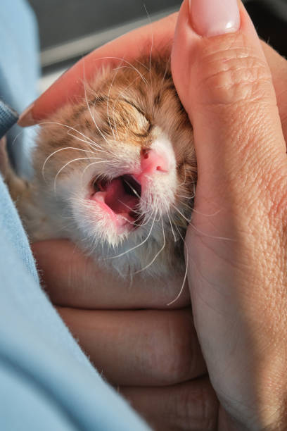 una enfermera acaricia a un gatito recién nacido. - protection domestic cat animal head cub fotografías e imágenes de stock