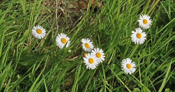 istock Daisies, Bellis perennis, Normandy 1658933068