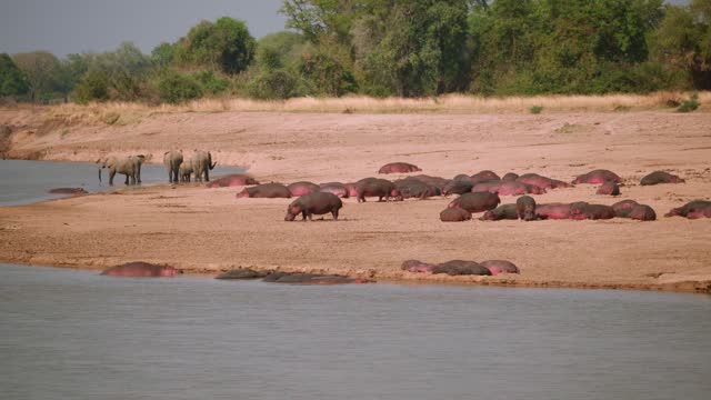 Amazing close-up of big herds of hippos and elephants