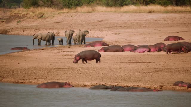 Amazing close-up of big herds of hippos and elephants