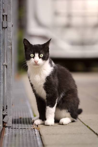 istock Cute tuxedo cat sitting on backyard and looking funny at camera. 1658938055