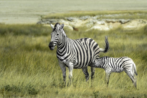 istock Zebra in the savannah with pony 1658943869