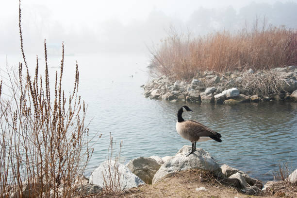 Duck standing on stone in water