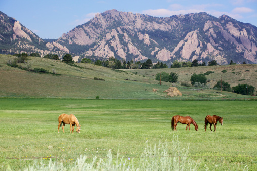 Three horses grazing on a western mountain ranch in Boulder Colorado. 