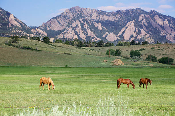 grazing cavalos - flatirons colorado boulder mountain range - fotografias e filmes do acervo