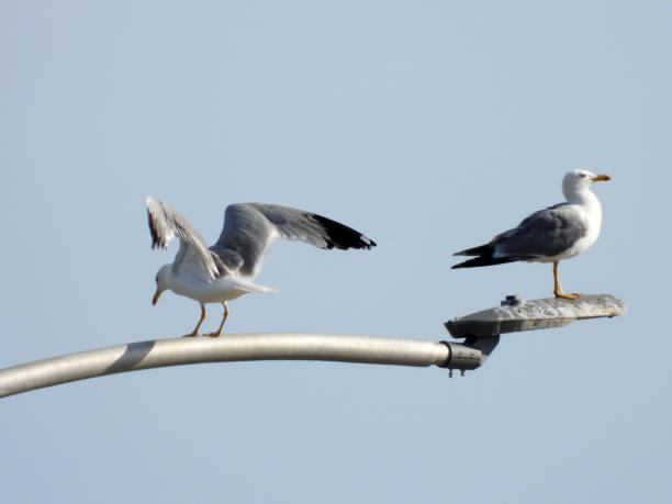 istock seagulls sitting on the top of street light lamp 1658965607