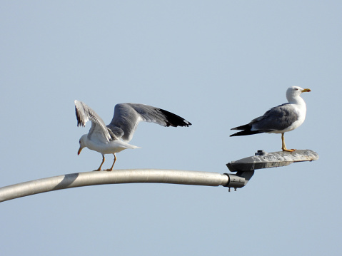 seagulls on the top of the lamp with blue sky