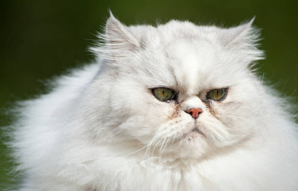 Lenny Portrait A large handsome purebred white persian cat with much attitude against a natural green background. white persian cat stock pictures, royalty-free photos & images