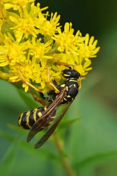 A closeup of a French paperwasp, Polistes dominula infected with a Xenos vesparum parasite on a yellow flower