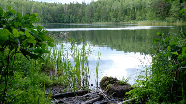 istock View of a small lake from a bush 1658972086