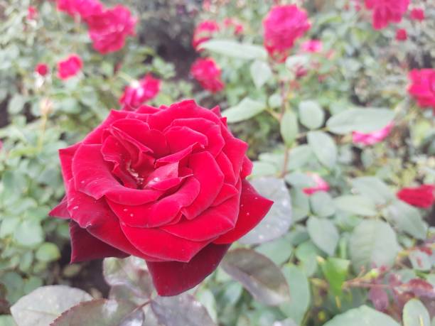 istock Juicy red rose close-up in the garden 1658974949