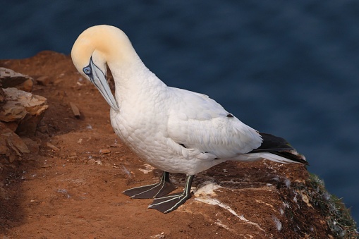 A closeup of a Gannet bird at Troup Head, Scotland