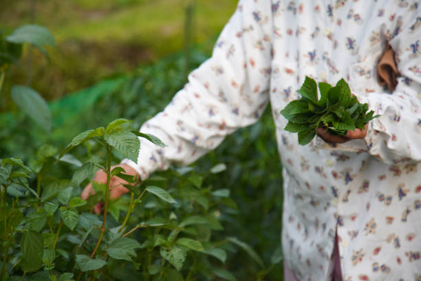 A woman harvesting Molokheiya