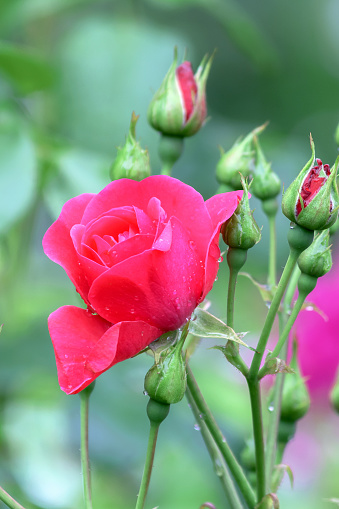 A blooming bud of a high floribunda rose (Tom-Tom) in a summer garden bed.