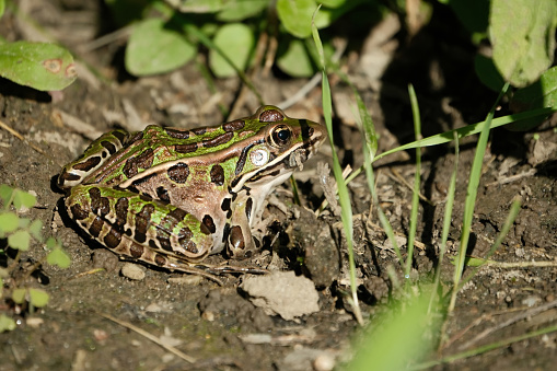 A leopard frog in the garden.