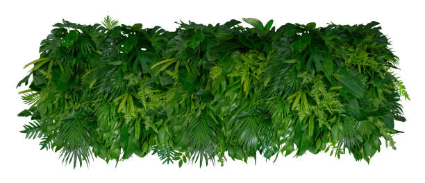 istock Tropical leaves of Asia isolated on white background. 1658986441