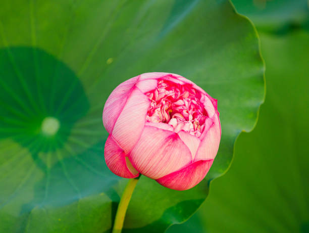 ロータスフラワー - lotus pink petal closed ストックフォトと画像