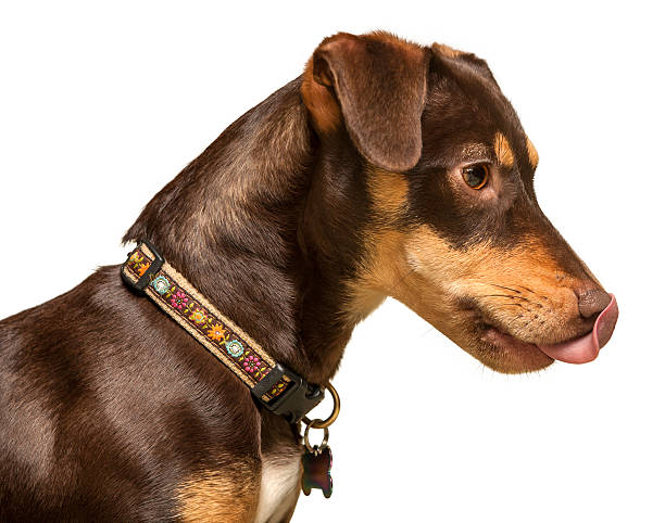 Isolated Profile of a Mixed Breed Puppy Dog Licking Nose Profile of a mixed breed puppy dog licking it's nose - isolated on a white background. Canon 5D MarkII licking nose stock pictures, royalty-free photos & images