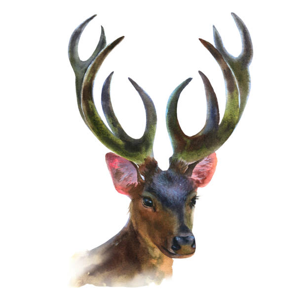 istock Watercolor Deer Hand Painted Illustration isolated on white background. Realistic portrait of a reindeer with antlers, watercolor animal illustration. 1658995492