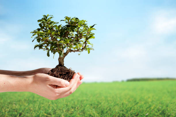 istock Female hands holding bonsai tree in rural scene 165900256