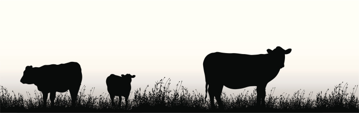 Yes Cows! Vector Silhouette