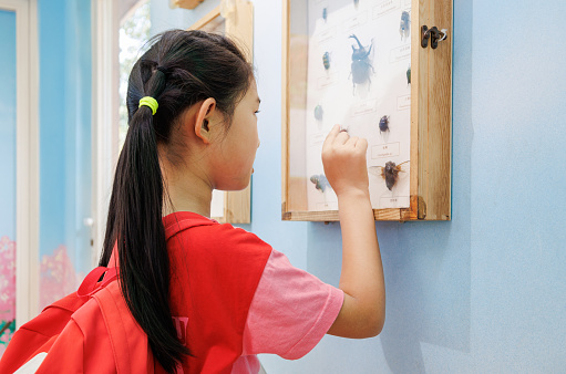 Little girl observing insect specimens