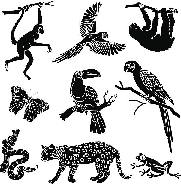 illustrations, cliparts, dessins animés et icônes de animaux de la forêt tropicale - oiseau tropical