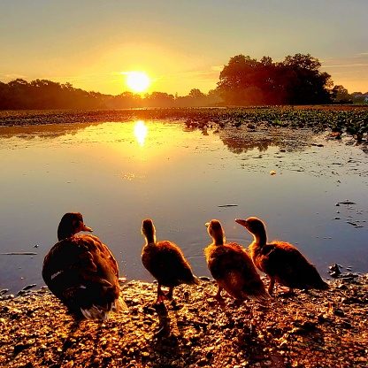 Sunrise at the lake with ducks greeting the sunrise