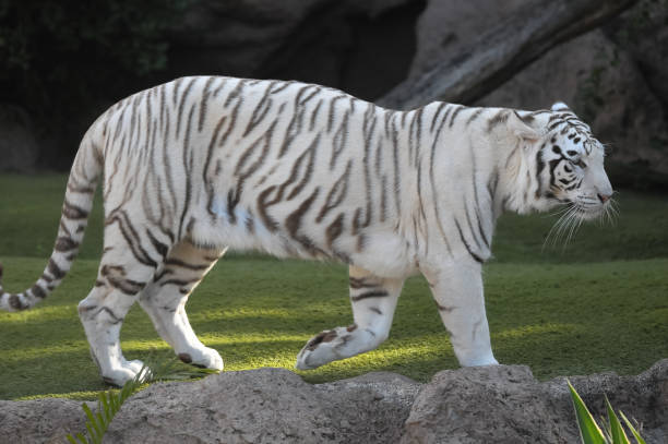 istock Black and White Striped Tiger 1659011665
