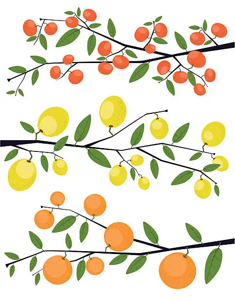 Vector illustration of Tangerine, Lemon and Orange Branches