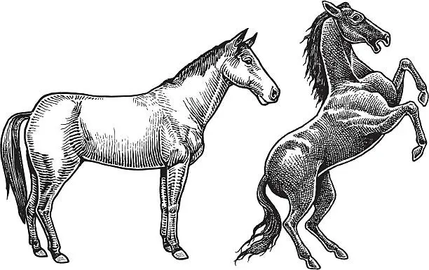 Vector illustration of Horses - Stallions