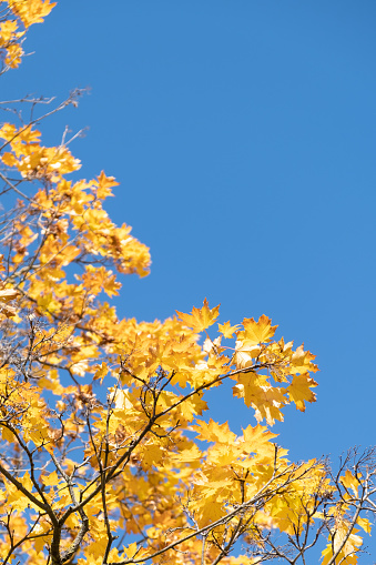 Orange yellow autumn leaves on sky background. Fall season, october, november time.