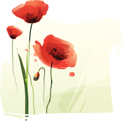 Illustration of three red poppies.