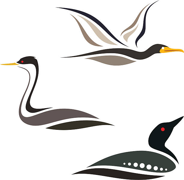 Water Birds "Stylized water birds - Cormorant, Grebe and Loon" loon bird stock illustrations