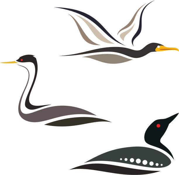 Water Birds "Stylized water birds - Cormorant, Grebe and Loon" cormorant stock illustrations